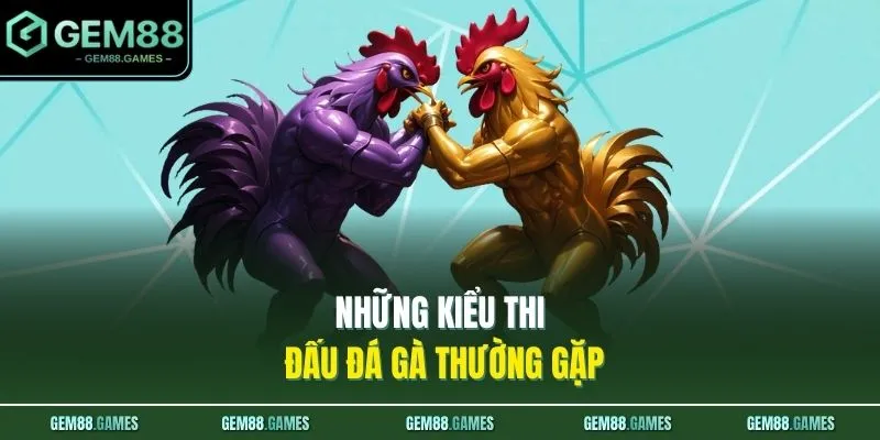 Đá Gà GEM88 2 Những kiểu thi đấu đá gà thường gặp